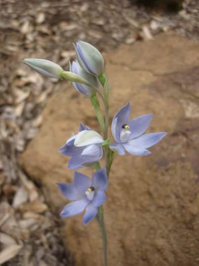 Thelymitra - Scented sun orchid P1220529.JPG